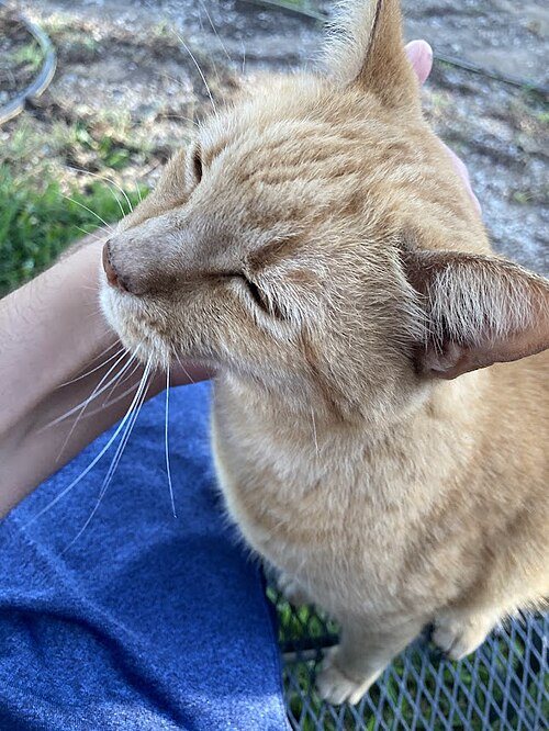 スタッフに甘える猫
