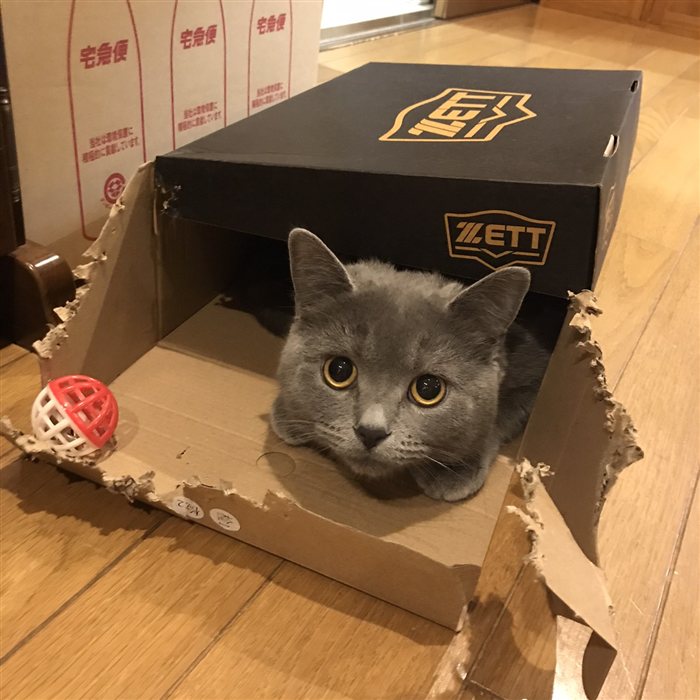 ハナコ