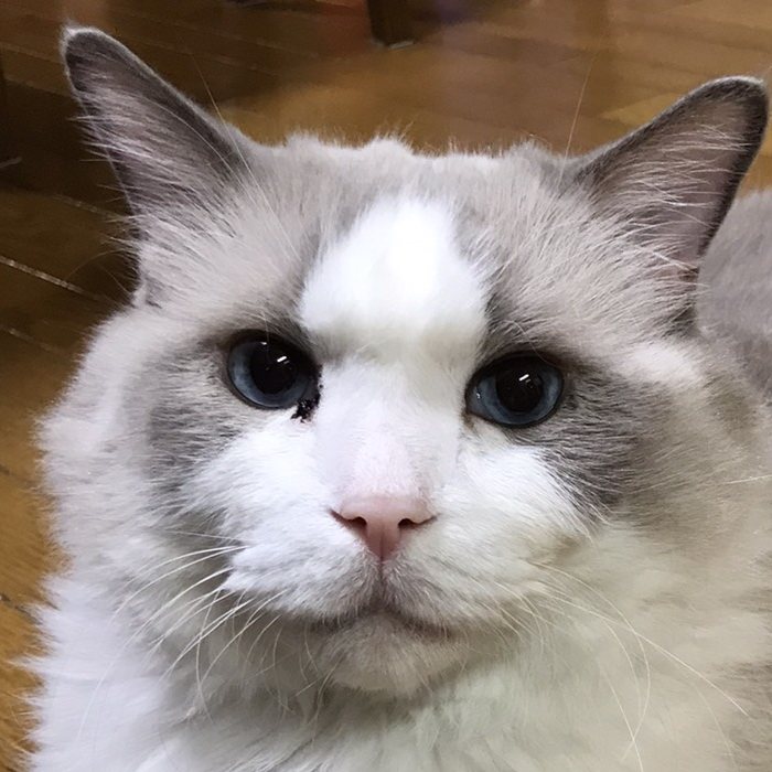 レオン